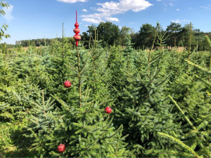 U Prostějova se začínají prodávat vánoční stromky. V prosinci ho zákazníkovi dovezou až domů