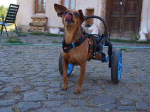 Česká firma vyrábí invalidní vozíky pro handicapované pejsky, připravuje vylepšený i pro lidi