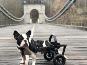 Česká firma vyrábí invalidní vozíky pro handicapované pejsky, připravuje vylepšený i pro lidi