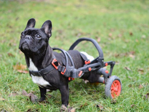 Česká firma vyrábí invalidní vozíky pro handicapované pejsky, připravuje vylepšený i pro lidi
