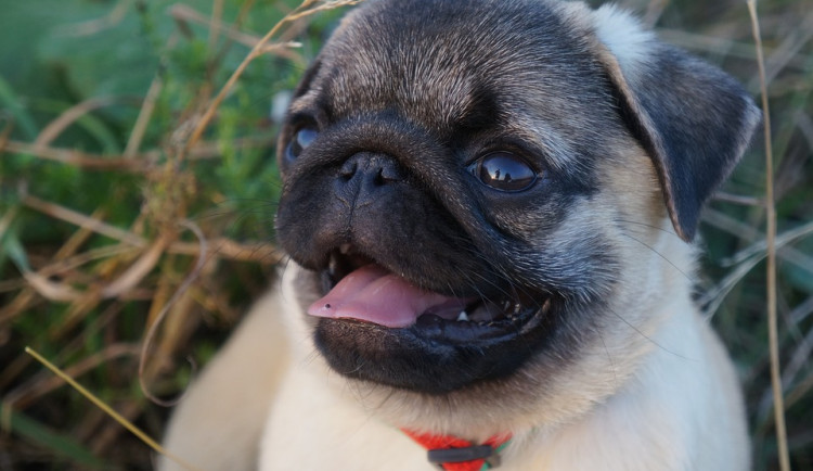 ilustrační fotografie