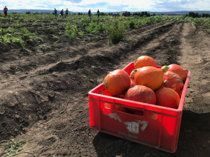 U Olomouce začal samosběr zeleniny za pár korun. Sbírat se bude až do konce září