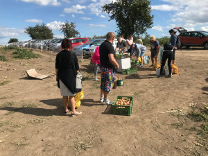 U Olomouce začal samosběr zeleniny za pár korun. Sbírat se bude až do konce září