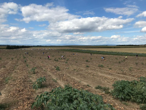 U Olomouce začal samosběr zeleniny za pár korun. Sbírat se bude až do konce září
