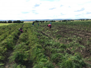 U Olomouce začal samosběr zeleniny za pár korun. Sbírat se bude až do konce září