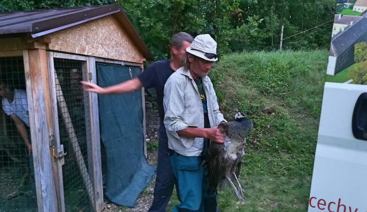 Paví rodinka se ze zámku Čechy pod Kosířem vrátila zpět domů do ZOO Olomouc