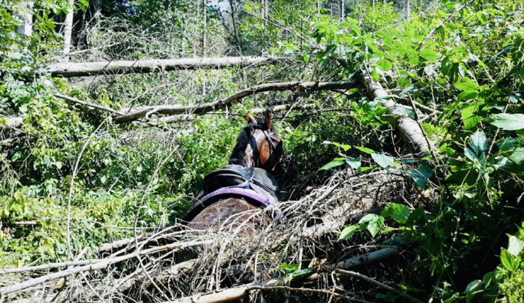 Hasiči se ke koni museli prořezat.