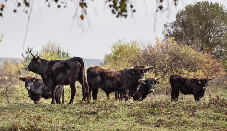 Josefovské louky začnou pratuři z rezervace u Milovic spásat v říjnu