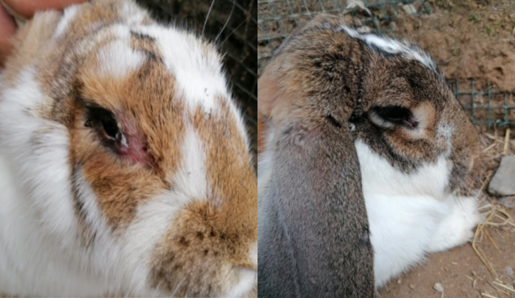 V kauze Králík se nepotvrdilo pochybení olomoucké zoo.