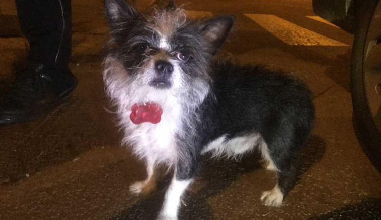 Pes staršího pána