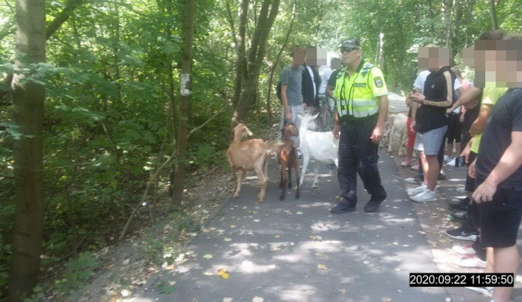 Strážníci kozy zahnali na nedalekou zahrádku jedné z okolních restaurací.