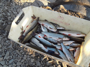 Mrtvá Bečva. Z řeky odvezli rybáři do kafilérie už 20 tun otrávených ryb