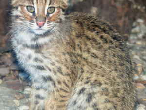 FOTO: Mláďata kočky amurské čeká na konci roku cestování