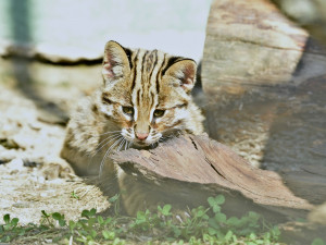 FOTO: Mláďata kočky amurské čeká na konci roku cestování