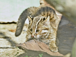 FOTO: Mláďata kočky amurské čeká na konci roku cestování