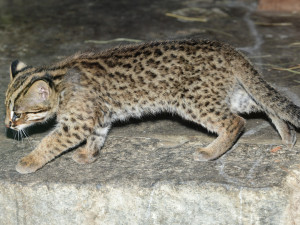 FOTO: Mláďata kočky amurské čeká na konci roku cestování