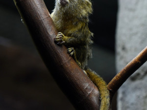 FOTO: V olomoucké zoo přišla na svět mláďata nejmenší žijící opice na světě