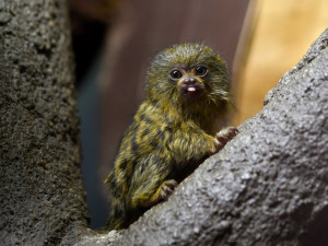 FOTO: V olomoucké zoo přišla na svět mláďata nejmenší žijící opice na světě