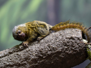 FOTO: V olomoucké zoo přišla na svět mláďata nejmenší žijící opice na světě