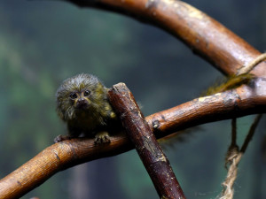 FOTO: V olomoucké zoo přišla na svět mláďata nejmenší žijící opice na světě