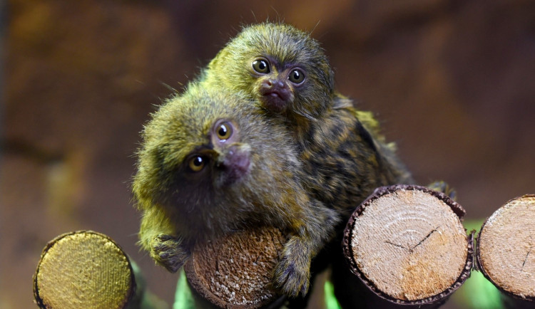 FOTO: V olomoucké zoo přišla na svět mláďata nejmenší žijící opice na světě