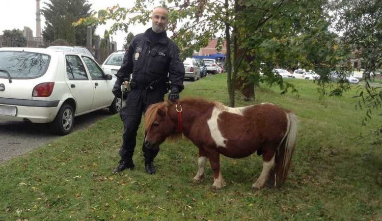 Strážníci v Černovíru chytali poníka. Někdo mu zřejmě úmyslně odepnul ohlávku