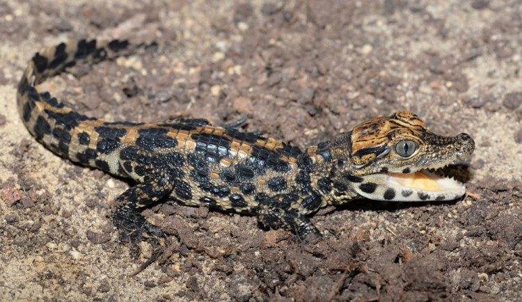 Mládě krokodýla čelnatého