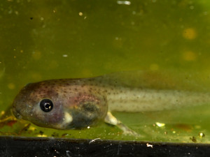 V olomoucké zoo se těší z nové snůšky rosničky včelí