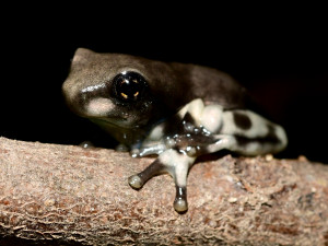 V olomoucké zoo se těší z nové snůšky rosničky včelí