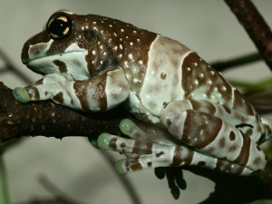 V olomoucké zoo se těší z nové snůšky rosničky včelí