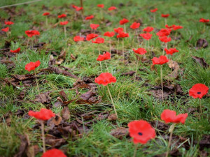 V Bezručových sadech vyrostlo makové pole, které připomíná válečné veterány. Součástí je i veřejná sbírka