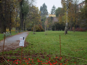V Bezručových sadech vyrostlo makové pole, které připomíná válečné veterány. Součástí je i veřejná sbírka