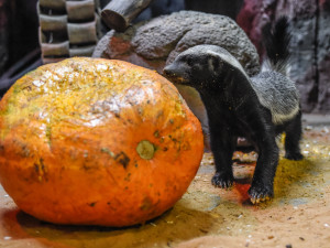 VIDEO a FOTO: Tygřice, opice či medojedi si užili „Dýňobraní“ v olomoucké zoo