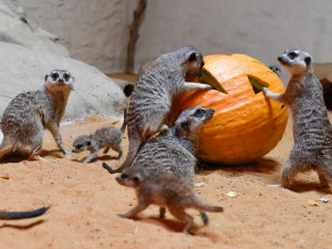 VIDEO a FOTO: Tygřice, opice či medojedi si užili „Dýňobraní“ v olomoucké zoo