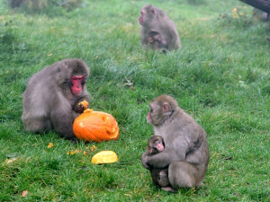 VIDEO a FOTO: Tygřice, opice či medojedi si užili „Dýňobraní“ v olomoucké zoo
