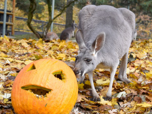 VIDEO a FOTO: Tygřice, opice či medojedi si užili „Dýňobraní“ v olomoucké zoo