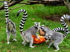 VIDEO a FOTO: Tygřice, opice či medojedi si užili „Dýňobraní“ v olomoucké zoo