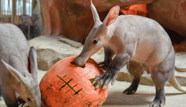 VIDEO a FOTO: Tygřice, opice či medojedi si užili „Dýňobraní“ v olomoucké zoo