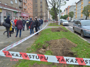Výsadba stromů Masarykova ulice Olomouc