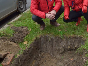 Výsadba stromů Masarykova ulice Olomouc