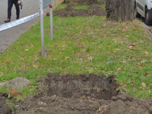 Výsadba stromů Masarykova ulice Olomouc