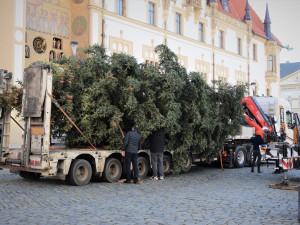 FOTO/VIDEO: Na olomouckém Horním náměstí již stojí vánoční stromeček. Jak se vám líbí?