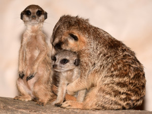 V olomoucké zoo se narodila tři mláďata oblíbených surikat