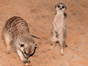 V olomoucké zoo se narodila tři mláďata oblíbených surikat