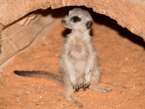 V olomoucké zoo se narodila tři mláďata oblíbených surikat