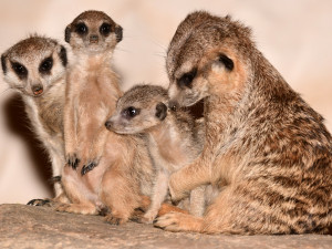 V olomoucké zoo se narodila tři mláďata oblíbených surikat