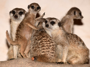 V olomoucké zoo se narodila tři mláďata oblíbených surikat