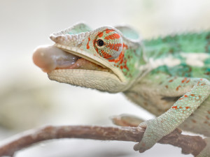 V olomoucké zoo mohou návštěvníci nově vidět chameleona pardálího