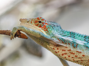 V olomoucké zoo mohou návštěvníci nově vidět chameleona pardálího