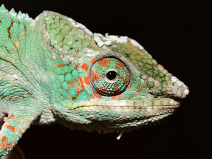 V olomoucké zoo mohou návštěvníci nově vidět chameleona pardálího